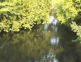 The Little Ouse River at Brandon